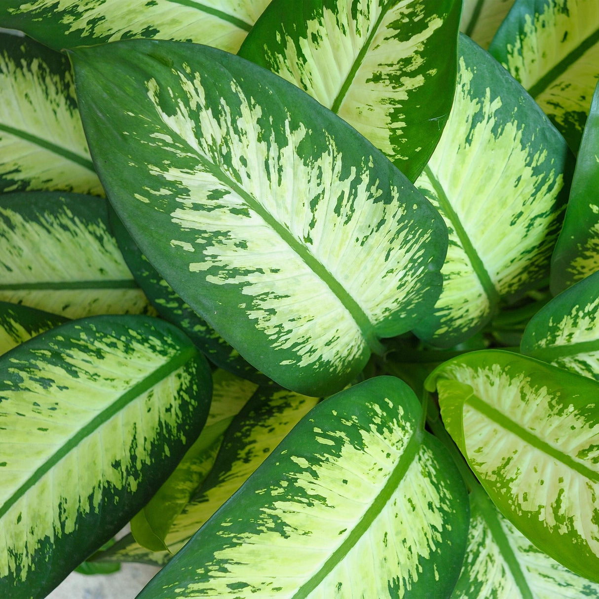 Dieffenbachia Tropic Snow | Pot 17 cm