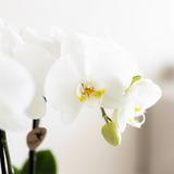 Orchidée blanche Mineral Amabilis et Calathea Freddie en cache-pots Bamboo
