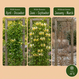 Chèvrefeuille du Japon Halliana - Lonicera japonica - H 35 cm, pot Ø9 cm - photo 5
