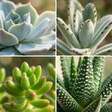 Collection mini cactus & succulentes x15 – Pots terracotta inclus
