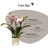 Orchidée Phalaenopsis blanche Mineral Gibraltar et succulente - coffret Oyster