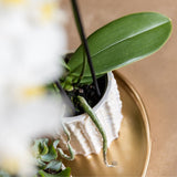Orchidée Phalaenopsis blanche Mineral Gibraltar et 2 succulentes - coffret Oyster