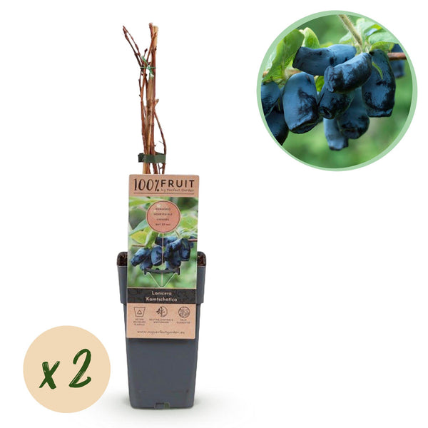 Camérisier Kamchatika - Lonicera caerulea - 2 plants
