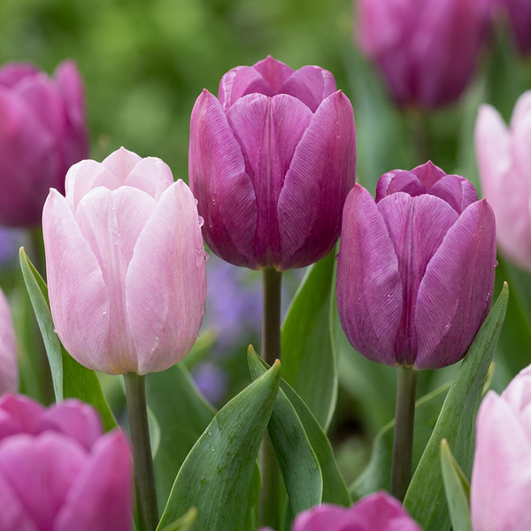 Tulipe Candy Purple Prince en mélange - calibre 11/12