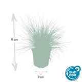 Fétuque bleue Elijah Blue en godet - Festuca glauca - H 10-25 cm, pot Ø9 cm - photo 2