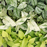 Pothos tricolore - Epipremnum - lot de 3