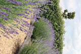 Lavande vraie en godet - 6 plants - H 15 cm, pot Ø7 cm