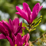 Magnolia Susan - fleurs rose foncé - H 45 cm, pot Ø17 cm