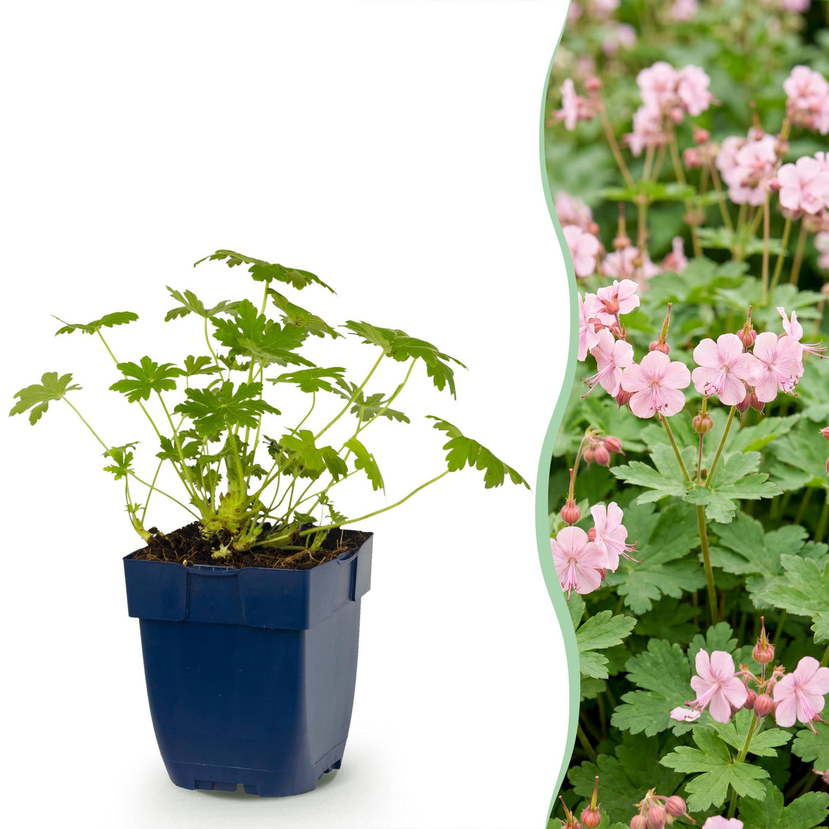 Géranium vivace Ingwersen's Variety - H 15-25 cm, pot Ø11 cm