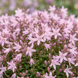 Campanule de Poscharsky Lisduggan - H 15-25 cm, pot Ø11 cm