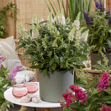 Buddleia Butterfly Candy Little White - H 20-25 cm, pot Ø12 cm