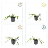 Petite pervenche panachée en godet - Vinca minor Argenteovariegata - H 10-25 cm, pot Ø9 cm - photo 5