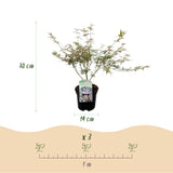 Érables du Japon Iyoshi - 2 plants - H 70 cm, pot Ø19 cm