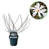 Magnolia étoilé - fleurs blanches - H 45 cm, pot Ø17 cm