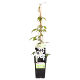 Clématite montana Grandiflora - Clématite des montagnes blanche - H 65 cm, pot Ø15 cm