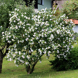 Althéa Red Heart - Hibiscus syriacus - H 45 cm, pot Ø17 cm