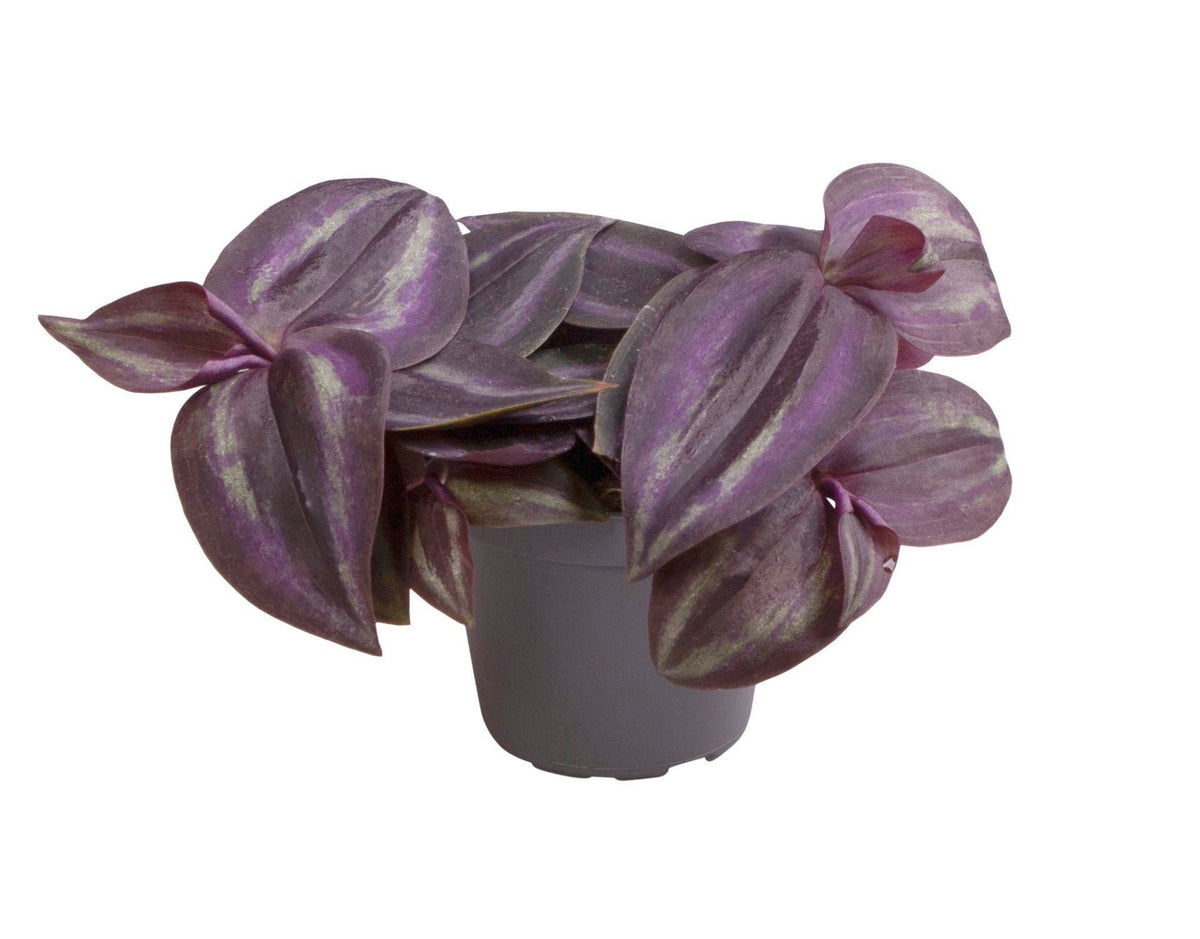 Mini Tradescantia Purple Joy - misère pourpre - H 5 cm, pot Ø6 cm