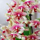 Orchidée Phalaenopsis orange et jaune Mineral Grosseto - H 33 cm, pot Ø9 cm