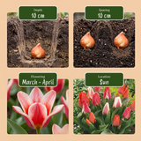 Tulipe de Greig en mélange - calibre 11/12
