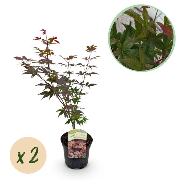 Érable du Japon Atropurpureum - 2 plants