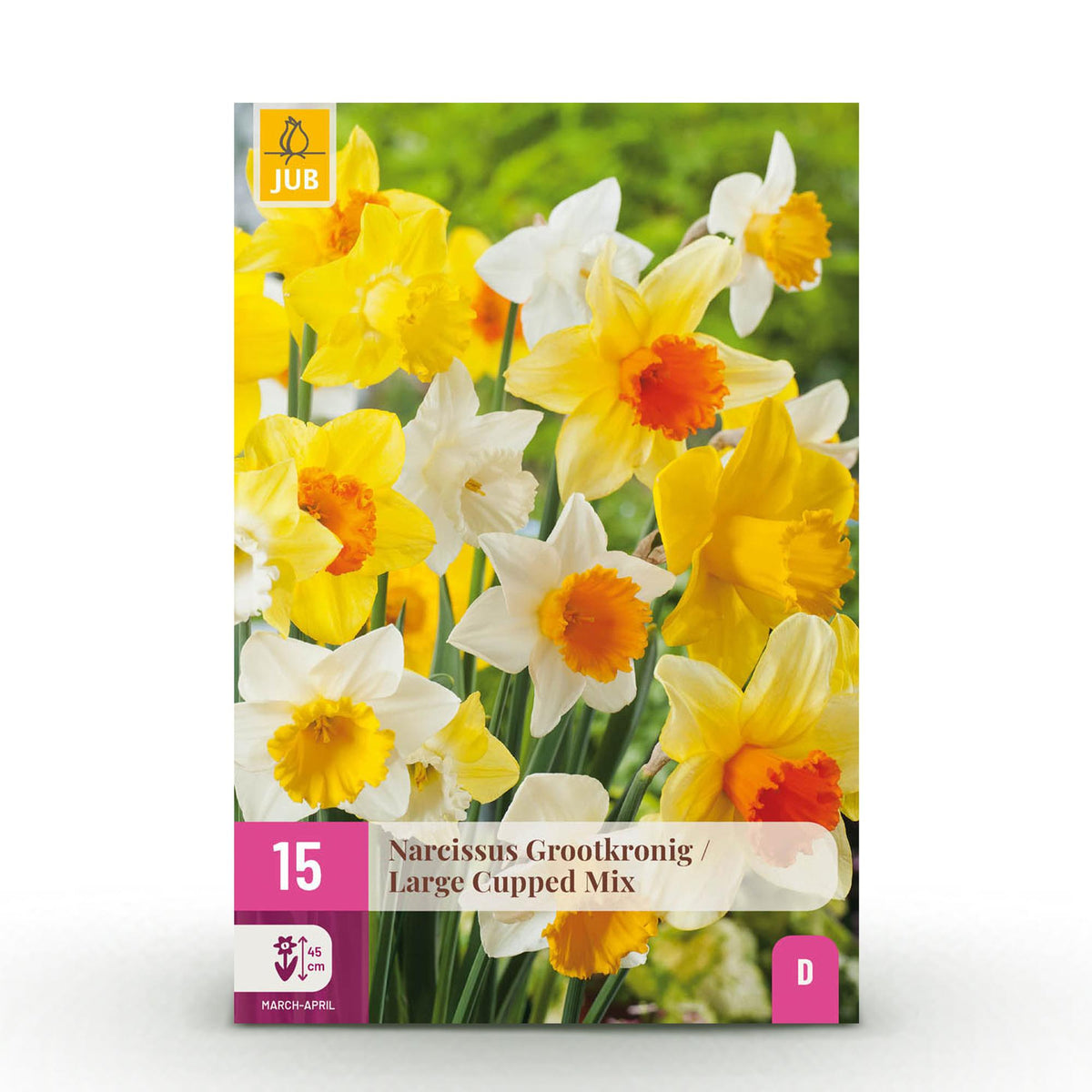 Narcisse à grande coupe en mélange - calibre 12/14