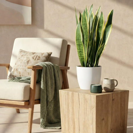 Sansevieria Laurentii – Langue de belle-mère | Grande taille, Pot 21 cm