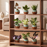 Baby plantes surprise avec cache-pots cuivre - lot de 3 à 12 mini plantes tropicales - pot Ø6 cm - photo 4
