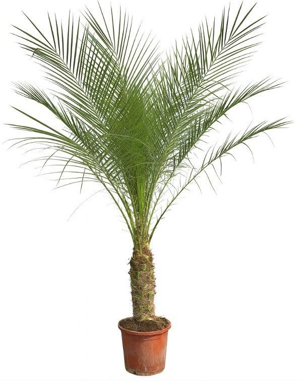 Phoenix Roebelenii op stam - 210cm - 200cm
