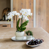 Orchidée Phalaenopsis blanche Blossom Zurich et succulente - coffret Horizon blanc