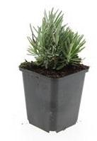 Lavande Dwarf Blue en godet - Lavandula angustifolia - H 10-25 cm, pot Ø9 cm - photo 3