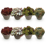Joubarbe Big Sam - 8 plants - H 17 cm, pot Ø14 cm