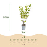 Kit haie Troène doré Aureum - H 35-45 cm, pot Ø9 cm