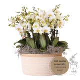 Orchidées Phalaenopsis blanches Blossom Lausanne en panier Cotton - bouquet de 3