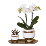 Orchidée Phalaenopsis blanche Mineral Amabilis et succulente - coffret Le Chic or - pot Ø9 cm