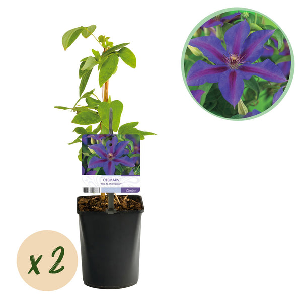 Clématite Mrs N. Thompson - Clematis - lot de 2 plants