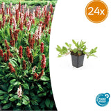 Renouée Darjeeling Red en godet - Persicaria affinis - H 10-25 cm, pot Ø9 cm