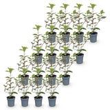 Kit haie Elaeagnus Compacta - H 25-35 cm, pot Ø9 cm