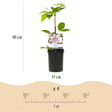 Clématite Nelly Moser - Clématite rose à barre carmin - H 35 cm, pot Ø9 cm - photo 3