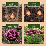 Tulipe Sweet Desire en mélange
