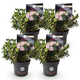 Rhododendron Bloombux rose clair - Rhododendron nain - H 30-40 cm, pot Ø17 cm - photo 2