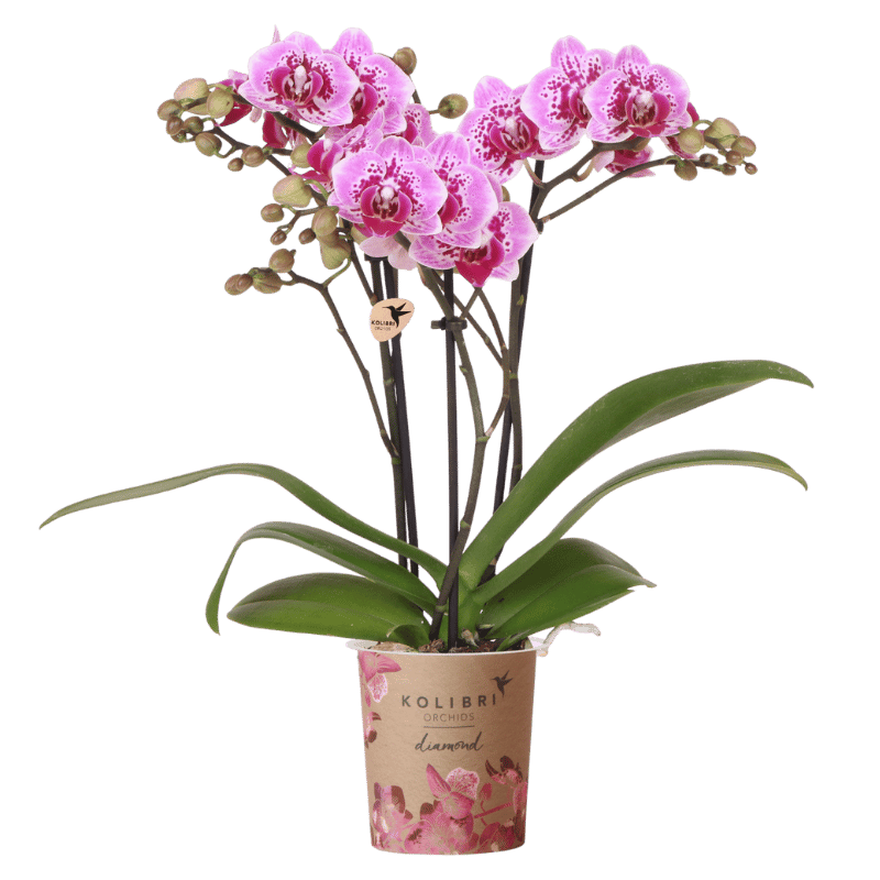 Orchidée Phalaenopsis rose et violette Diamond El Salvador - H 35 cm, pot Ø9 cm