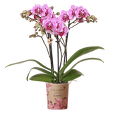 Orchidée Phalaenopsis rose et violette Diamond El Salvador - H 35 cm, pot Ø9 cm