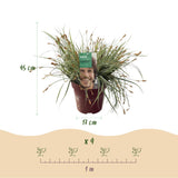 Carex Everest - 2 plants - H 50 cm, pot Ø17 cm