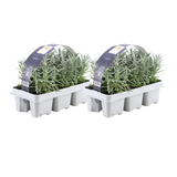 Lavande vraie en godet - Lavandula angustifolia - H 15 cm, pot Ø7 cm - photo 2