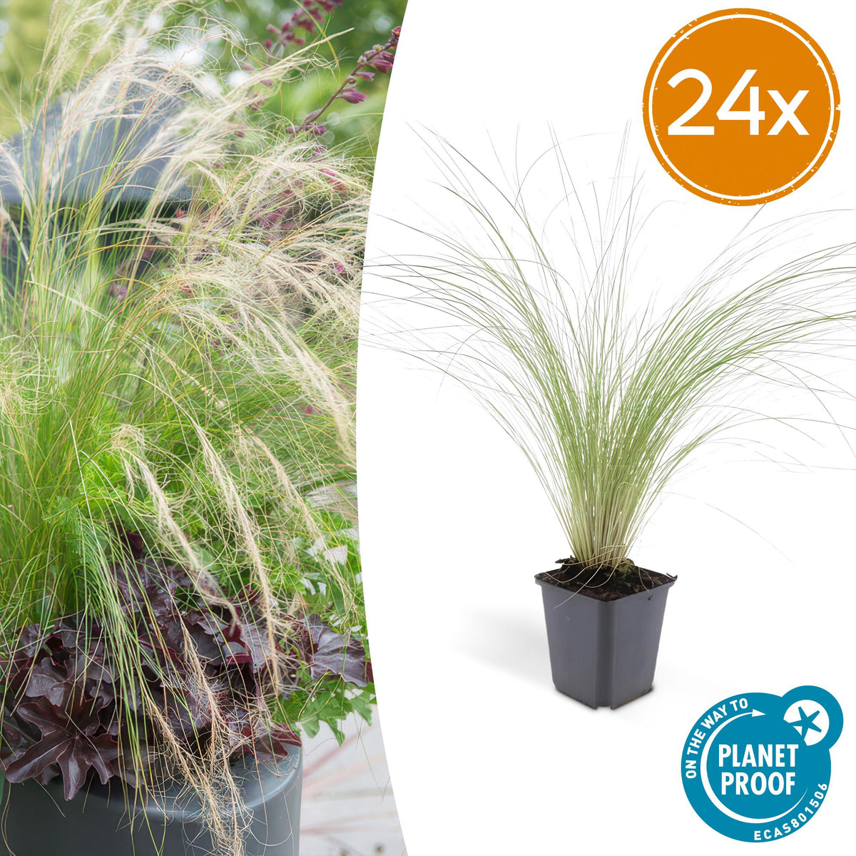 Stipa tenuissima Ponytails en godet - Cheveux d'ange - H 10-25 cm, pot Ø9 cm - photo 7