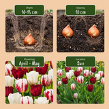 Tulipe triomphe Dutch Design
