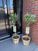 Olivier sur tige - Olea europaea - H 90 cm, pot Ø19 cm