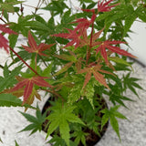 Érable du Japon Phoenix - Acer palmatum - H 70 cm, pot Ø19 cm