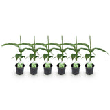 Bananier du Japon - Musa basjoo - 6 plants - H 30 cm, pot Ø12 cm