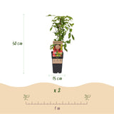 Framboisier Ottawa - H 50 cm, pot Ø15 cm